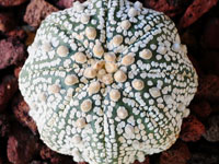 Astrophytum asterias cv Super Kabuto Star shape